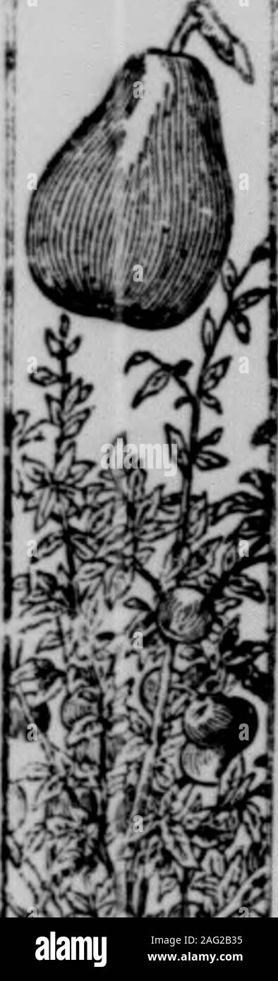 . Raleigh Christian Advocate : organe de la Conférence de Caroline du Nord, M.E., église du Sud. - ? J £. 40 patnphlet^pi tre sur la façon de planter une andCultivate ou-chard.Pa 60^^c iliustrated Cat-- aloi^ue. ifx> ; qui givevon ifeneral laissez-passer sera instmc.ti>n* sur les fruits Orow-•n.. et les soins de tr"""s*"fln-v-rjojis Oruamentafor FruitTrees de stock et 1901.Écrire pour Catalogand.free brochure Adresse J. Vii LIndlay Nursiry Co., POMONA. N. C. EstablishMl1866. InowpwiM 18N.8S0 ACRES ? %^j5^^^ g ?uu.iJSi :"uj SheJ vis&m GREENSBORO, N.C. Pour le traitement de la liqueur thn, opium, morphine annonce ancother Jiction Irug Banque D'Images