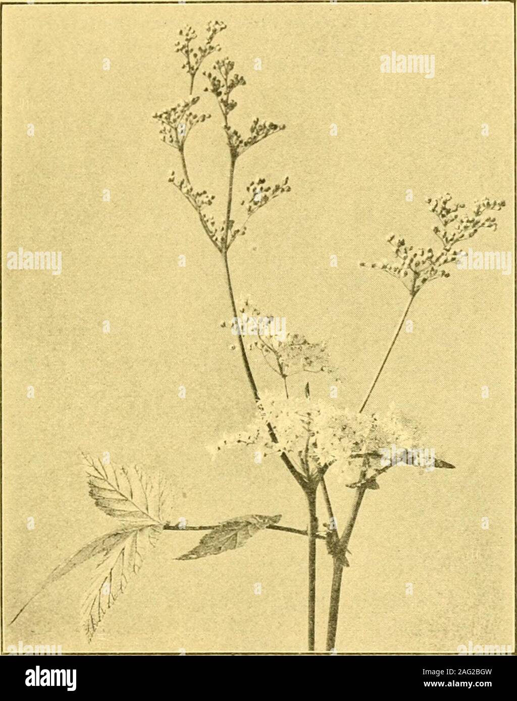 . Domaine et de bois plantes. ant dans les pâturages vallonnés du nord de l'Angleterre, mais est beaucoup moins fréquent dans le sud. Elle varie de six à dix-huit pouces de hauteur, et bearsloose, terminal des grappes de petites fleurs vert-jaunâtre de Juneto Août. L'Uttle fleurs ont un calice libre de huit segments deux verticilles de quatre, l'extérieur plus petit que l'Intérieur ; pas de pétales ;quelques ; étamines et un ovaire d'un ou deux carpelsenclosed ensemencées dans le tube du calice. Dans les prairies humides et d'autres endroits humides nous voir souvent thefragrant Meadow Sweet ou reine des prés Spiraea {Uhnaria),de la s Banque D'Images