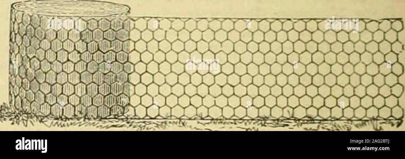 . L'Gardeners' chronicle : un journal illustré hebdomadaire de l'horticulture et des sujets. Prix par 24 pouces de haut de Cour Lineal Mesh. Principalement utilisé pour le manomètre. Le manomètre. Le manomètre. En 111.11. Les petits lapins, &c. plus petits lapins. 1919 ZD. Zd. l8l8 ZU.Md. 177 Md. 5id. L'Illustre les listes de prix de grillage, IronHurdles, bar et de grillage, l'anglais EspalierFencing et câblage mural pour la formation des arbres fruitiers,sur demande. J. B. BROWN & CO., 90, Cannon Street, Londres, l'E.C. RALPH WALLER ET CO., 45, Dale Street, Manchester. Les fabricants de toutes sortes d'GARDENNETTING, &c., pour la projection d'arbres fruitiers Banque D'Images