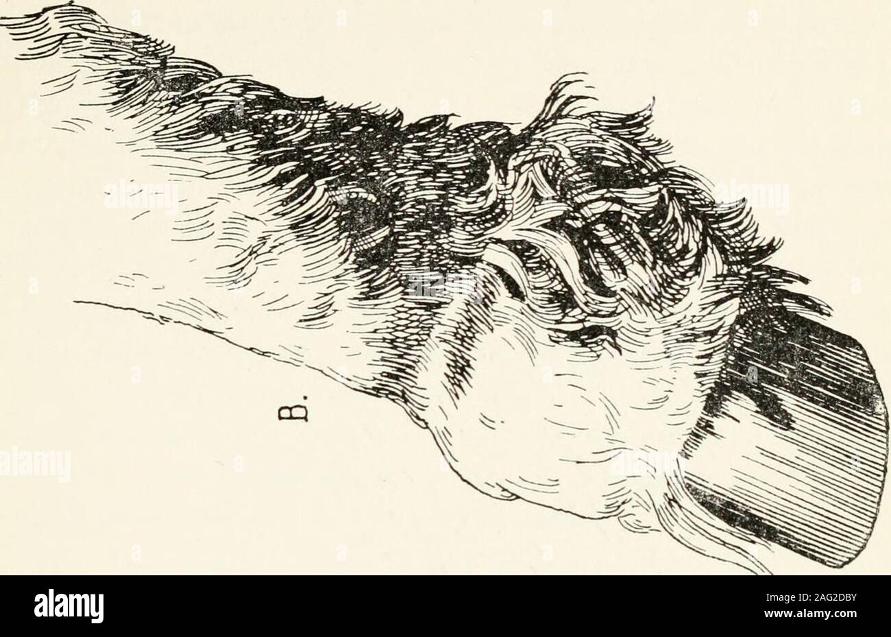 . Cours élémentaire sur la science vétérinaire, pour les étudiants, les agriculteurs, et de magasiniers ... Fig. 9.-combiné, Twist, boucle et Nœud d'SmallIntestine du cheval. ou hiots sont également rencontrés, et dans ces cas, un loyer a été madein le mésentère ou net-généralement causés par le matériel roulant en andtossing sur cheval-colique et par cette partie de l'un smallintestine strangtilated est enfoncé, le devenir, et rempli d'obscurité, congestionné, liquide sanglant. L'expression de la douleur dans ces cas issomething terrible d ? ?ehold, l'animal d'être dangereux d'aller près de.Encore une fois, nous avons tord, w Banque D'Images