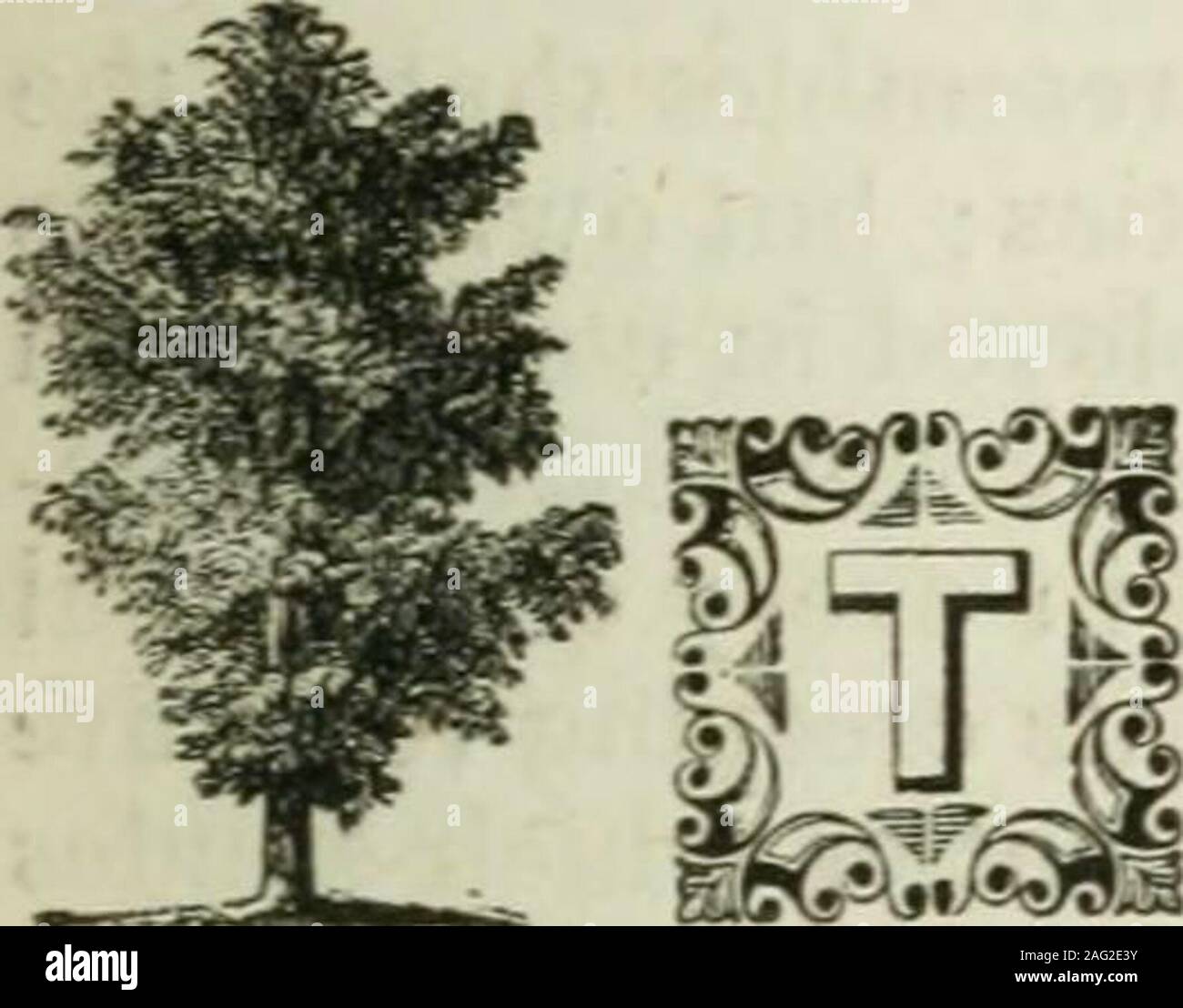 . Www.flickr.com/photos/internetarchivebookimages/tags/book.... j'Robinia viscosa, le visco-ABOYÉ robiniers. Synonymes. Robinia viscosa glutinosa, le robinier Robinia, Montana, Acacia, visqueuse, une boisson Acacie rosa, le robinier Robinia Fior di rosso, à floraison Rose, de criquets ? F MicHAux, North American Sylva. De Candolle. Prodromus. Du Hamel, traite des arbres et arbustes. Loudon, Arboretum Britannicum.^ ToKREY( et gris, la flore d'Amérique du Nord. Curtis, London Botanical Magazine. Bartram, Voyages. La France. L'Allemagne. L'Italie. La Grande-Bretagne et l'Anglo-America.. Dérivation. Le nom spécifique, viscosa, est dérivé Banque D'Images