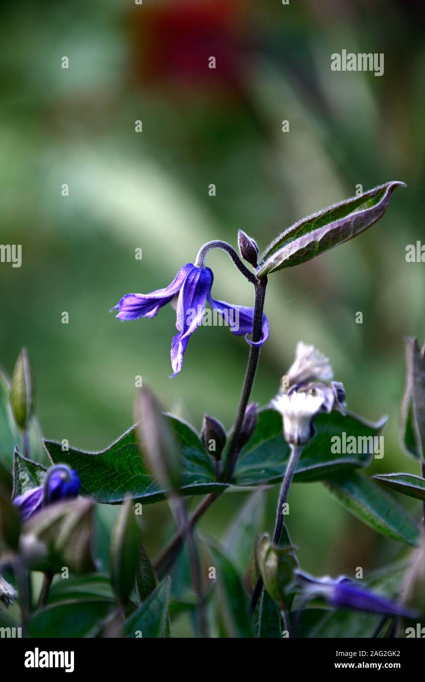 Clematis integrifolia,Non,non,twining escalade escalade,brouillant,fleurs,fleurs,bleu,fleurs,fleurs vivaces RM Banque D'Images