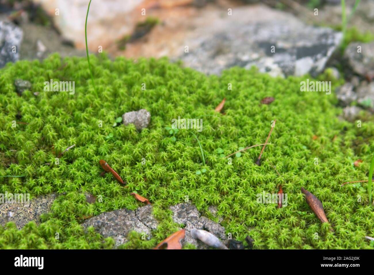 Mousse verte de plus de pierres sur le sol de la forêt. Banque D'Images