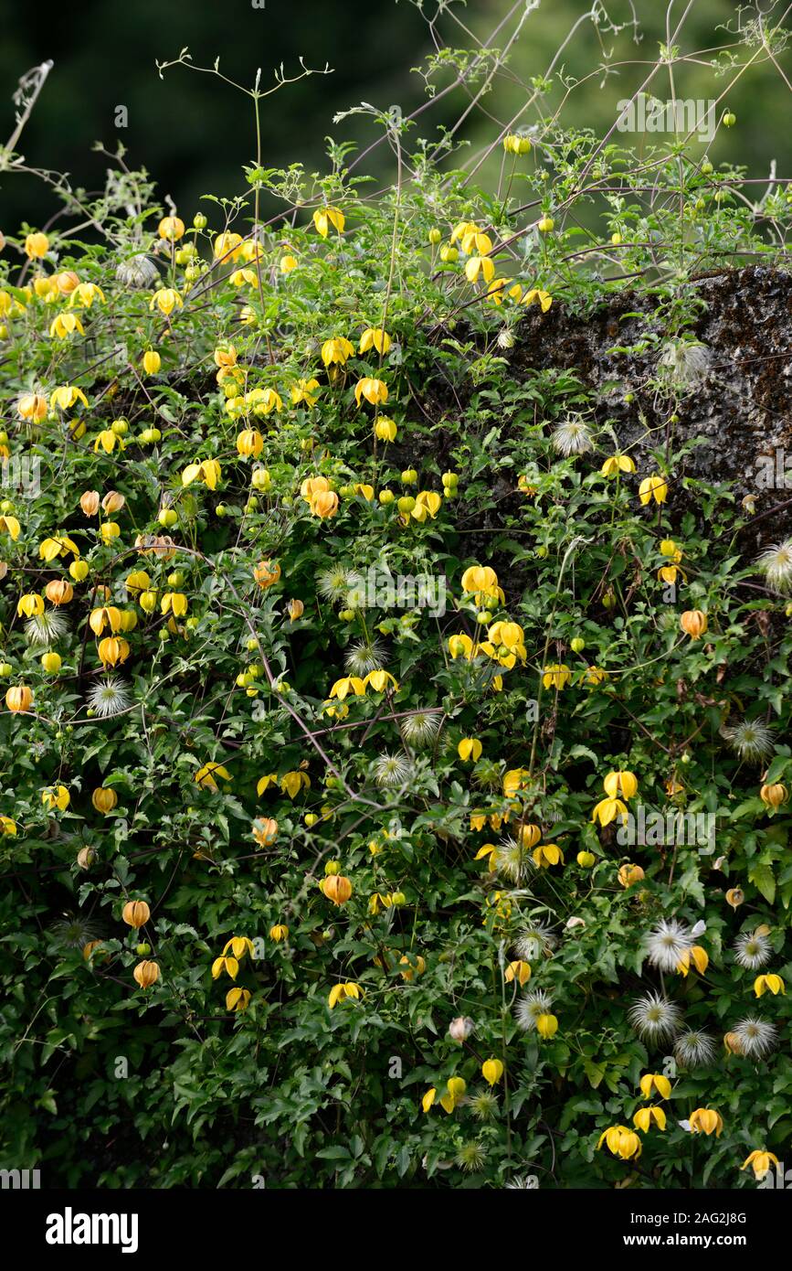 Clematis tangutica,grimpeur vigoureux, escalade, grimper,fleur,jaune,fleurs,fleurs,fleurs,plantes,couvrir,couvrant,couverts,RM,mur floral Banque D'Images