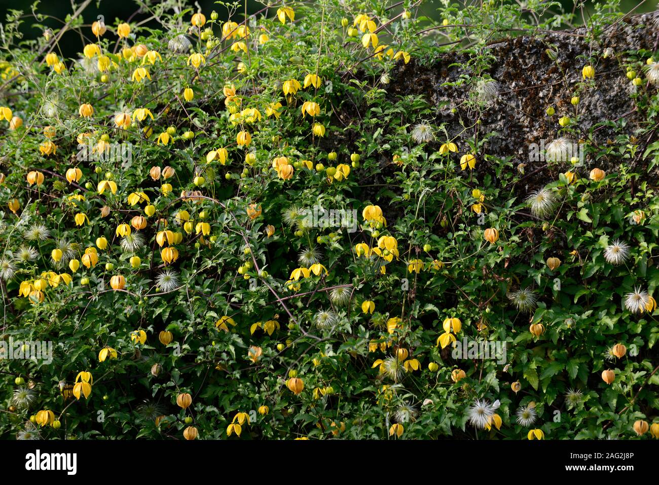 Clematis tangutica,grimpeur vigoureux, escalade, grimper,fleur,jaune,fleurs,fleurs,fleurs,plantes,couvrir,couvrant,couverts,RM,mur floral Banque D'Images