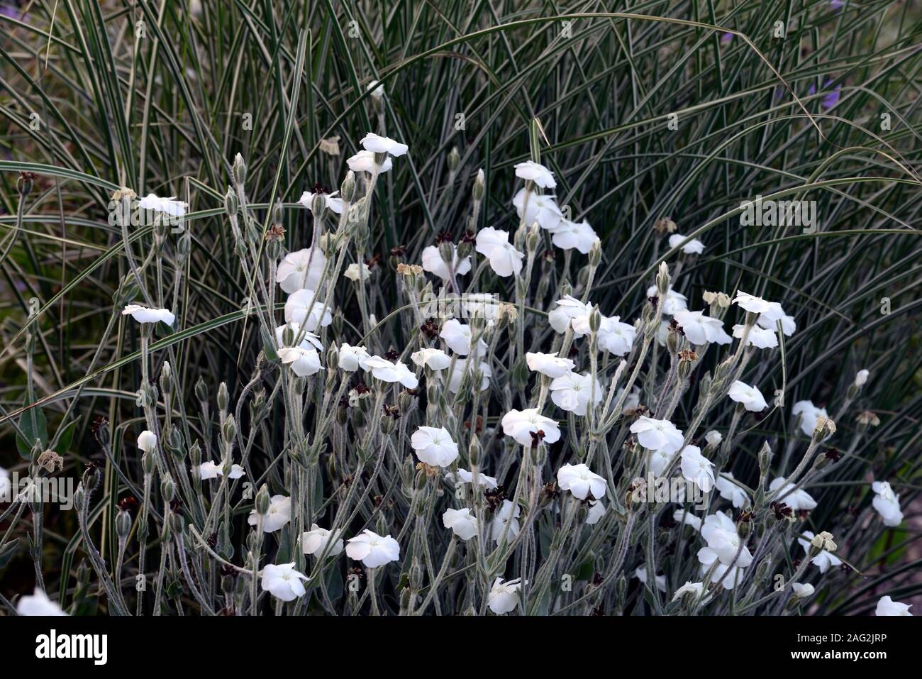 Lychnis coronaria Alba,blanc fleur rose campion,fleurs,plantes vivaces,jardin,Fleurs,RM Banque D'Images