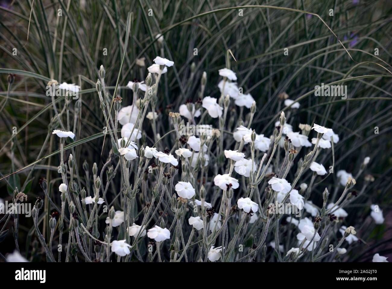 Lychnis coronaria Alba,blanc fleur rose campion,fleurs,plantes vivaces,jardin,Fleurs,RM Banque D'Images