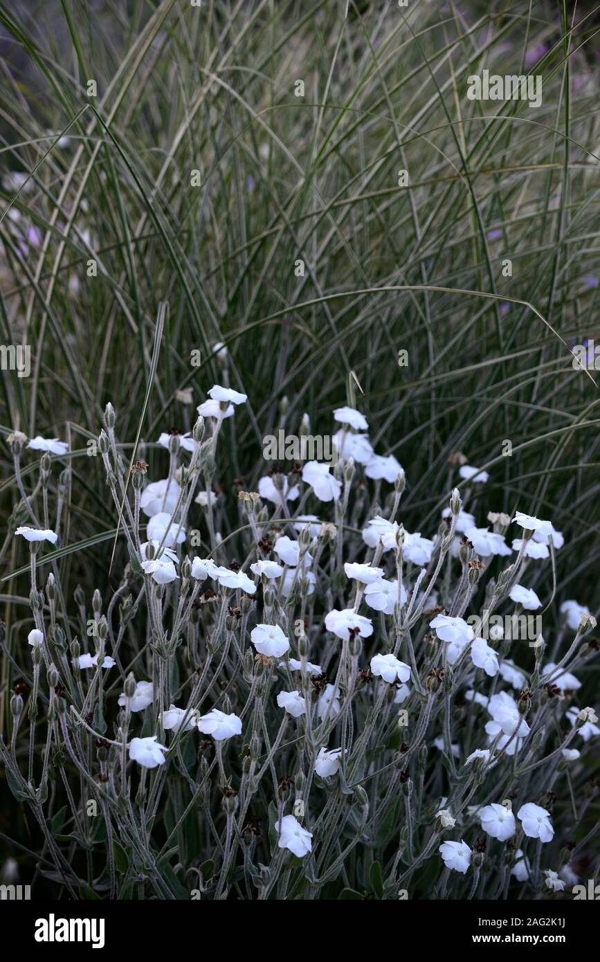 Lychnis coronaria Alba,blanc fleur rose campion,fleurs,plantes vivaces,jardin,Fleurs,RM Banque D'Images