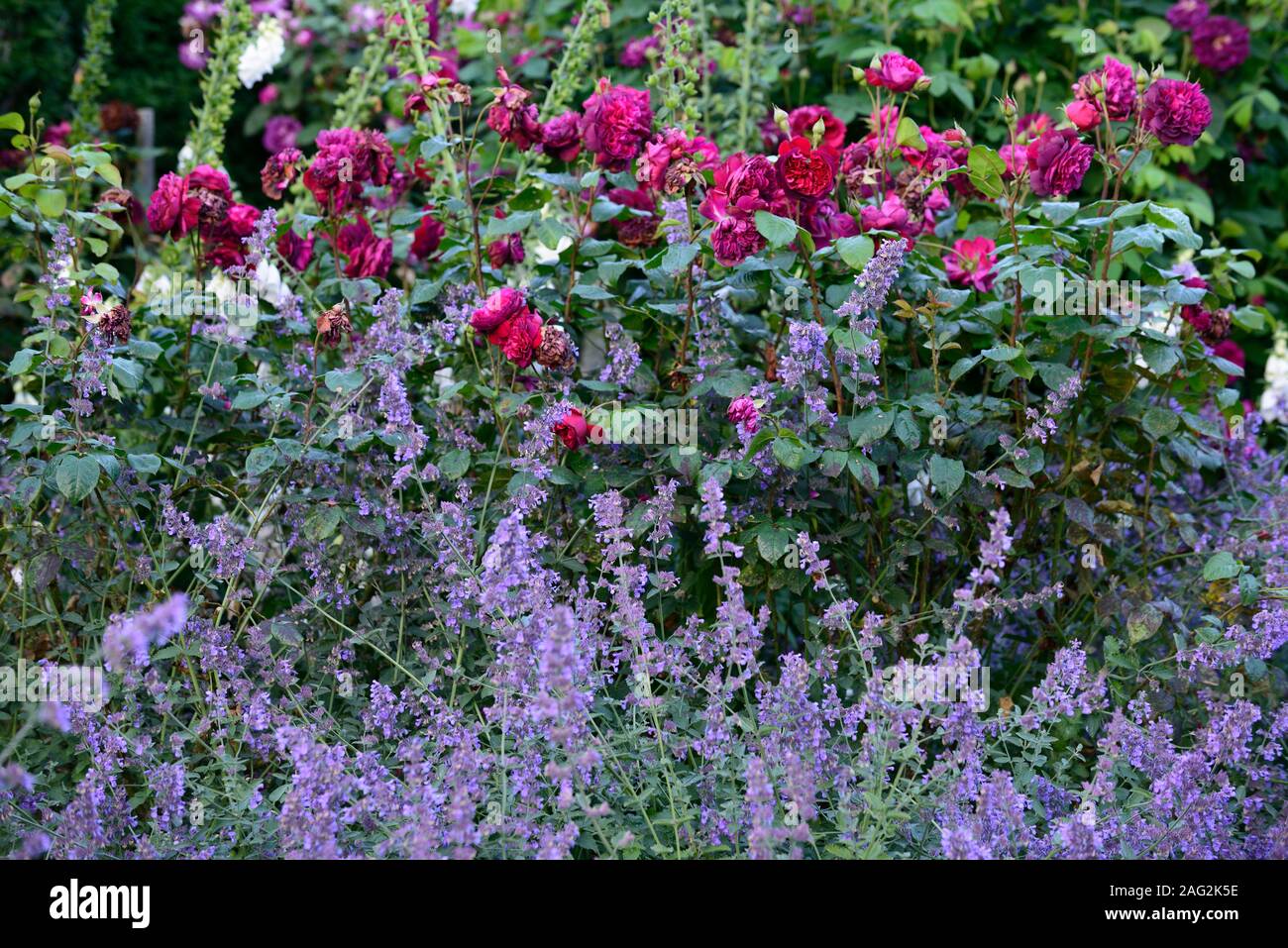 Nepeta six hills giant,rosa munstead wood,rose,bleu,rose,rouge,chalet,plantation,RM mixte combinaison florale Banque D'Images