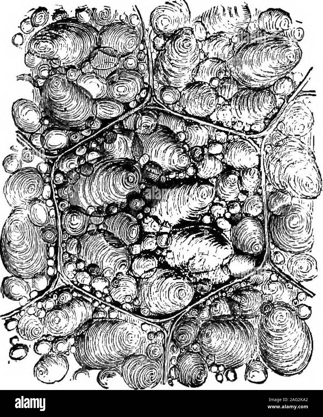 . Les leçons de l'objet d'histoire naturelle : un manuel pour les enseignants. Fig. 87.-l'amidon de maïs. Fig. 88.-amidon de pomme de terre. 64 LEÇONS D'HISTOIRE NATURELLE. Originaire de continent américain^ ; mais sont largement-culti activée dans la plupart des pays tropicaux. La meilleure flèche-isobtained racine de l'ouest des îles de l'Inde, Saint Vincent le beingnow siège principal de l'arrow-root de la culture. L'arrow-root plante produit un blanc, écailleuse, rhizome tubéreux ; et il est à partir de cette partie de l'usine que l'amidon est prêt.Les rhizomes sont colleté avec les grains d'amidon, surtout justbefore la période de repos ; et si recueillis sur ce t Banque D'Images