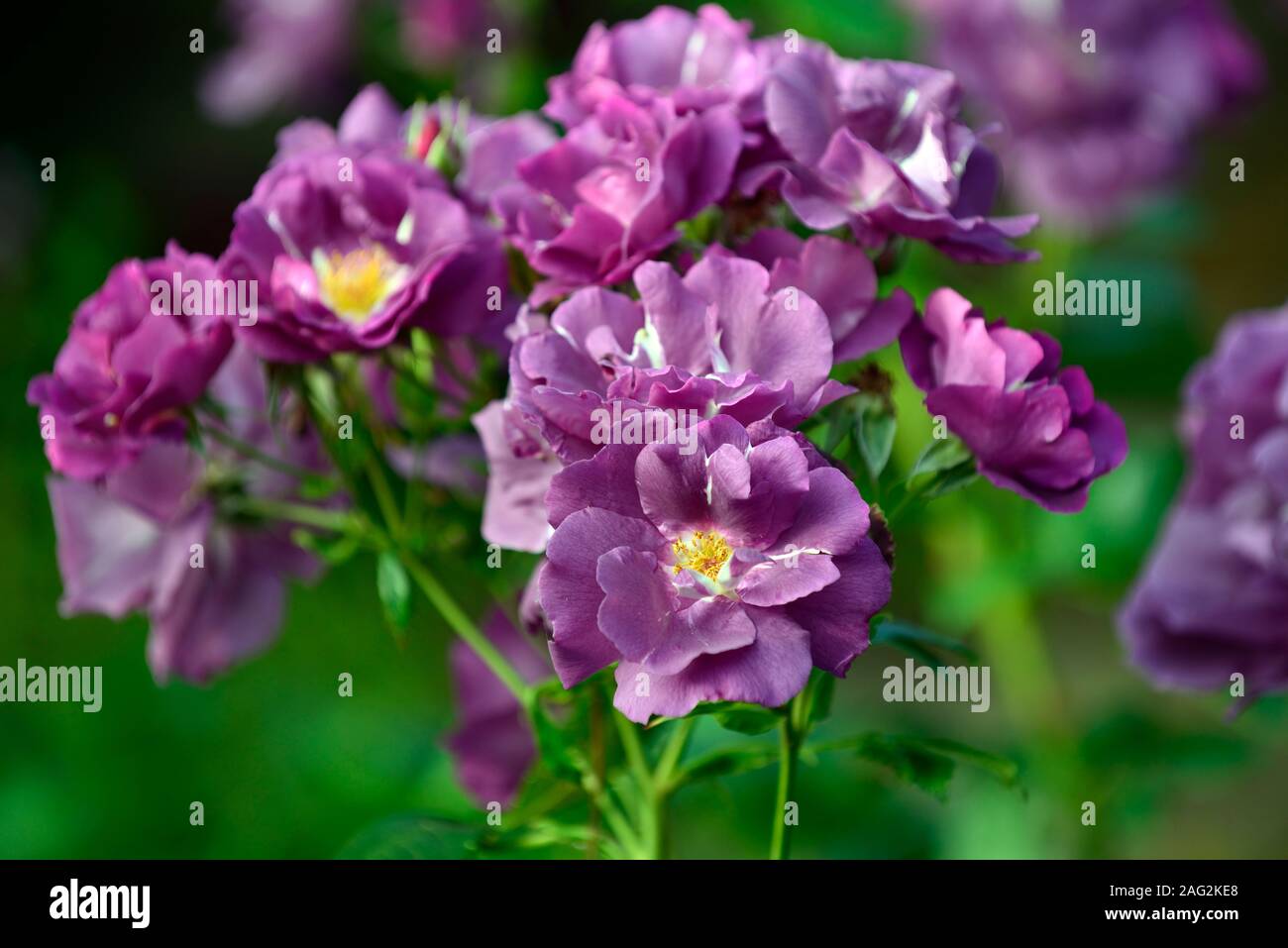 Rosa Rhapsody in Blue,frantasia,rose, pourpre, fleur, fleurs, fleur, fleurs, arbustes, arbustes ,florifère ,Floral RM Banque D'Images