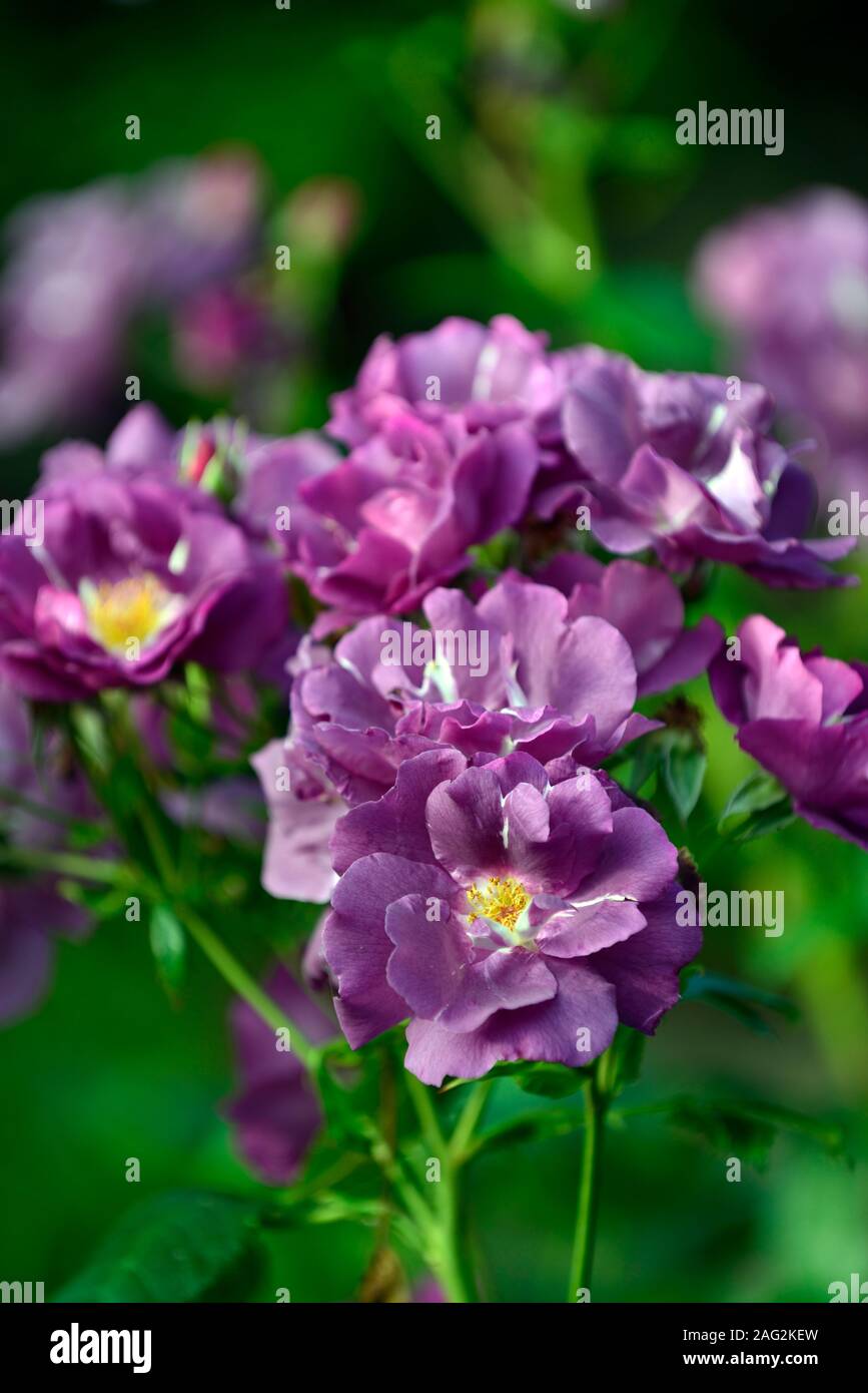 Rosa Rhapsody in Blue,frantasia,rose, pourpre, fleur, fleurs, fleur, fleurs, arbustes, arbustes ,florifère ,Floral RM Banque D'Images