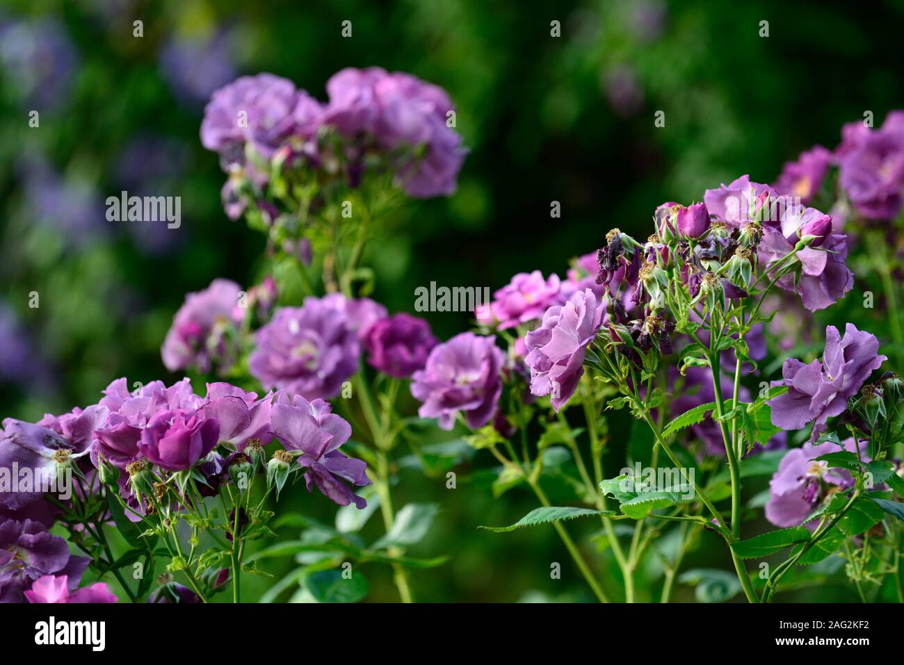 Rosa Rhapsody in Blue,frantasia,rose, pourpre, fleur, fleurs, fleur, fleurs, arbustes, arbustes ,florifère ,Floral RM Banque D'Images
