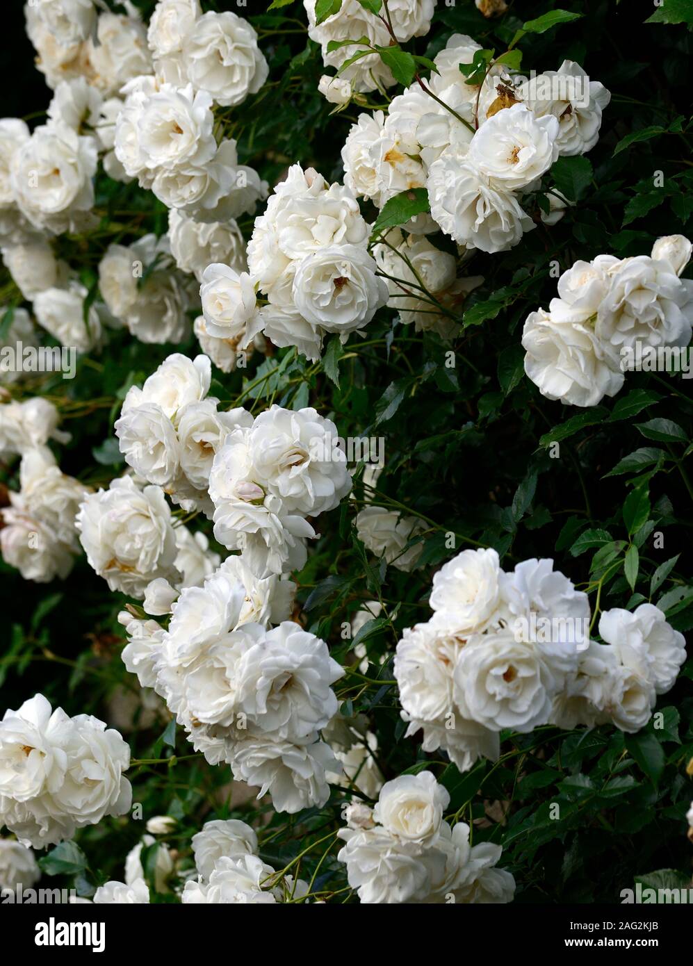 Rosa sander's white,rose,blanc de Sander fleurs blanches,pergola,pergolas, rambler,randonnée,escalade,fleurs,fleurs,grimpeur,parfumé,RM,parfumée Floral Banque D'Images