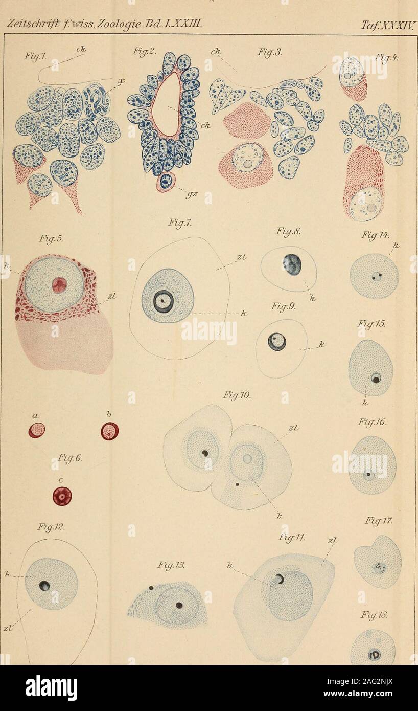 . Zeitschrift für wissenschaftliche Zoologie. j'verkq Williclni j iii. v.Engeliiiami ?. v k : Zeiischrift f. wiss. TafXTXl Zoolo Fiel. ?. Fig. 3. FtßA. Fig. 5. - Banque D'Images