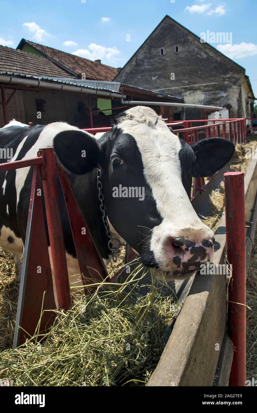 Le propriétaire caresse son vache préférée sur la tête alors qu'elle prend la nourriture. Banque D'Images