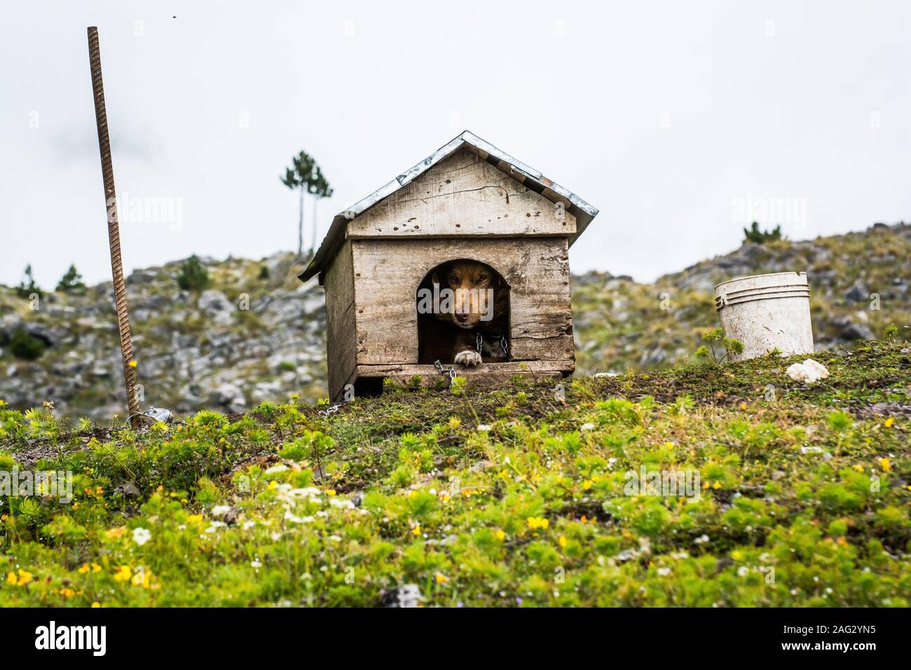 Chenil avec chien dans les montagnes de Kroni je T'thores, Albanie Banque D'Images