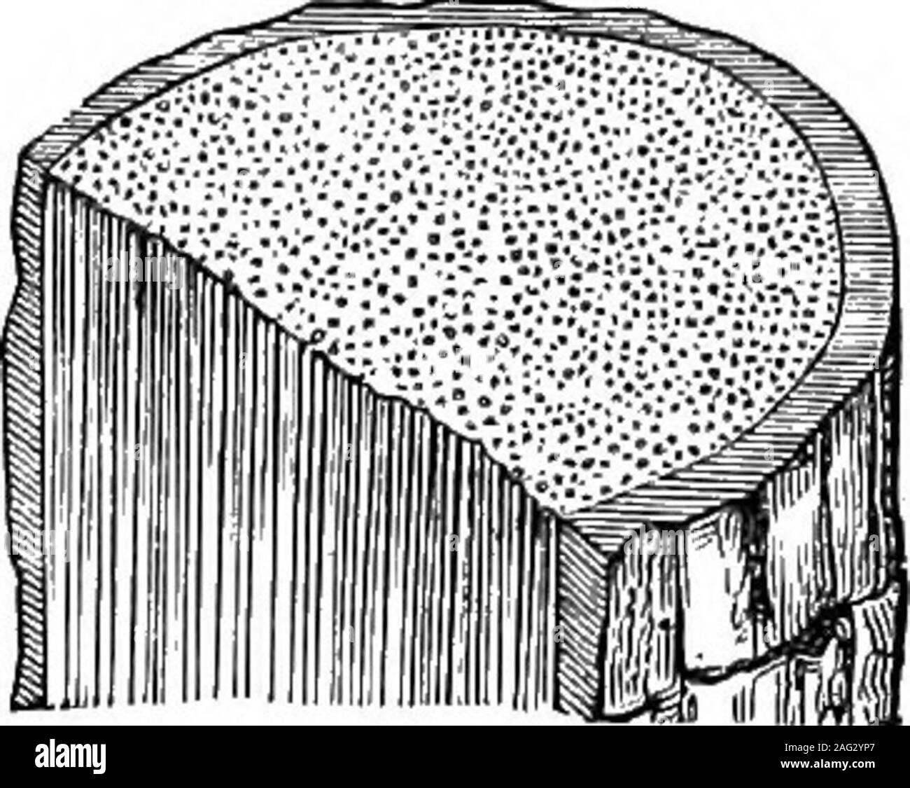 . Les leçons de l'objet d'histoire naturelle : un manuel pour les enseignants. Fig. 32 -l'article de canne. Fig. 33.-l'article de Palm. devenir dur et ferme par le dépôt d'woody matteron leurs murs intérieurs. Le nouveau bois ainsi formée est atfirst plus douce, et de couleur plus claire, que les couches plus anciennes, il est connu sous le nom de sap-bois, tandis que les premières couches forment theheart-bois. Tiges endogènes sont constitués de fibres de tissu cellulaire avec thewoody organisés en faisceaux tournant longitudinalement, andscattered tout au long de l'épaisseur des tiges. Alongitudinal article montre ces fibres de bois pour être longbundles ; sur la croix sect Banque D'Images