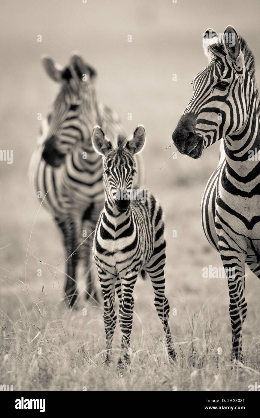 Plan Vertical D Un Bebe Zebre Debout Pres De Sa Mere Avec Un Arriere Plan Flou En Noir Et Blanc Photo Stock Alamy