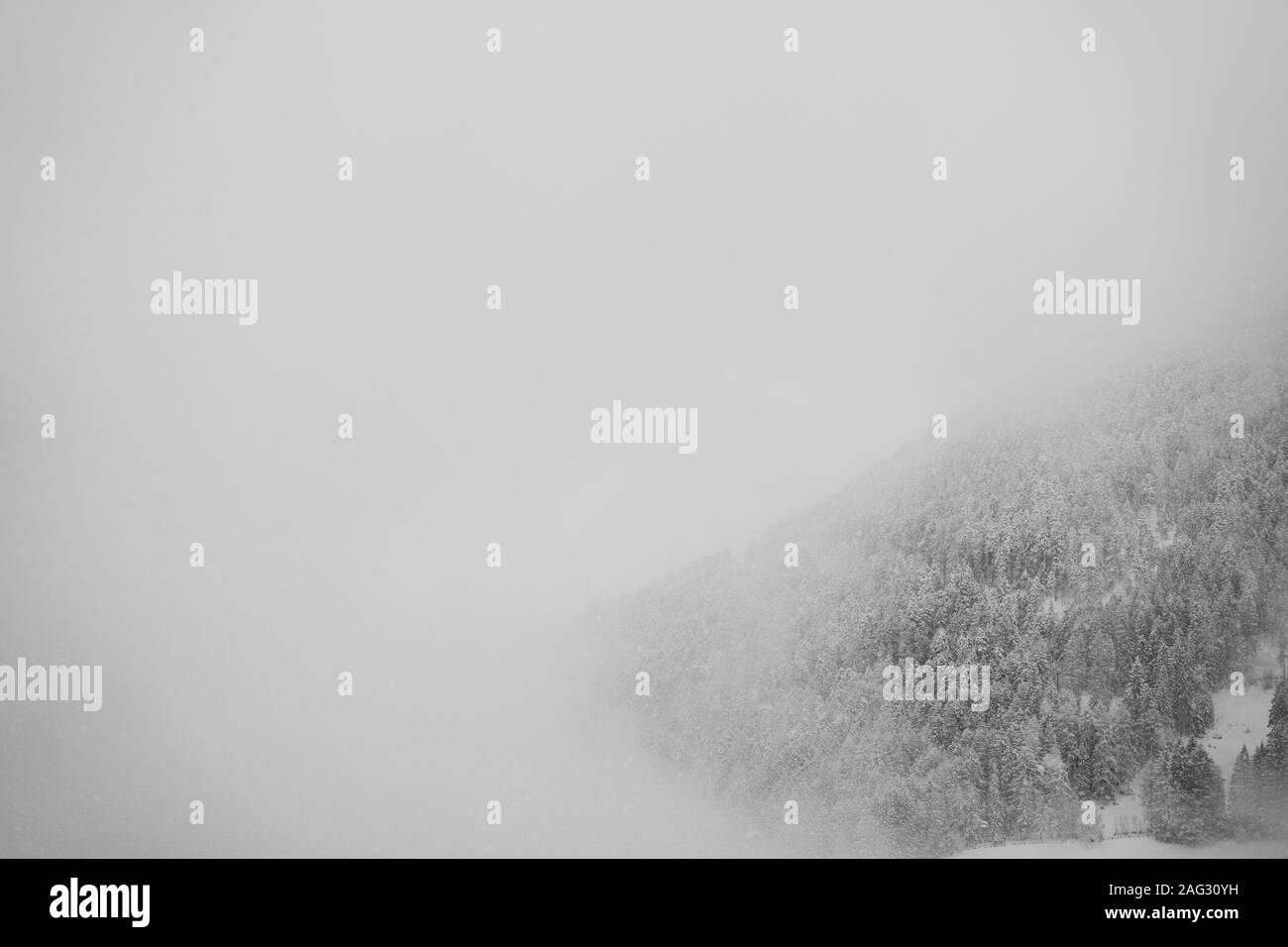 Prise de vue en niveaux de gris d'une forêt d'hiver recouverte de brouillard une journée froide de congélation Banque D'Images