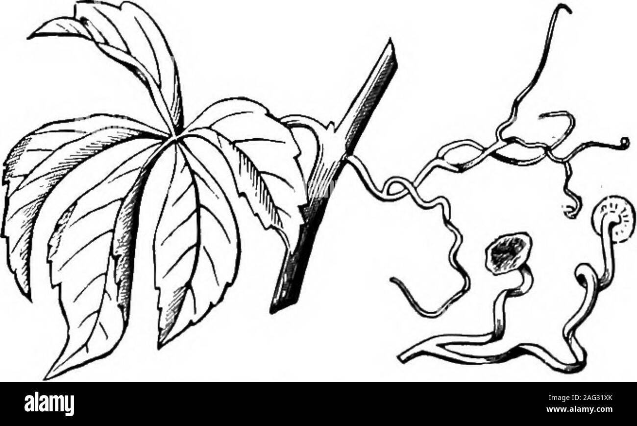 . Les leçons de l'objet d'histoire naturelle : un manuel pour les enseignants. Fig. 21. -Sweet-PEA, montrant des vrilles. Fig. 22.-Lierre, montrant de radicelles. Dans la vigne vierge à la fin de chaque vrille se répand un peu outinto disc, qui agit comme un meunier de garçons et des correctifs. Fig. 23.-Virginia creeper, sucettes agrandie. l'usine fermement pour le mur. Certaines plantes ont leur stemsunderground. Ces tiges envoyer vers le haut des branches à court 30 HISTOIRE NATURELLE DES LEÇONS. distances dans l'air.^ La menthe, couch-herbe, et Solomonsseal sont de bons exemples de tiges souterraines.* Banque D'Images