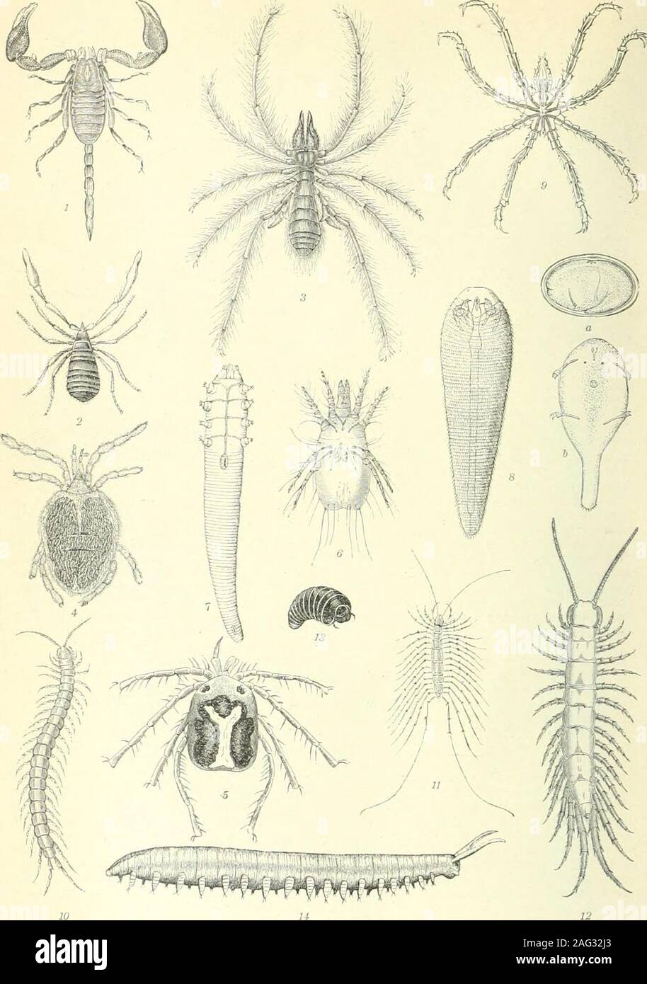 . Brockhaus' Konversations-Lexikon. 1. (Tapezievspinne Cteniza Sauvagei). 2. Höhlenbewolinende Wolfsspinne Lyoosa inniüUna (). .I. Krumm-beinige abbenspinne Tbomisua-ki (vatius). 4. Steiubewolinende Sacl&lt (Duassiis lapidiccila spinae;i. 5. {Harleliin-Springspiniii iblemum scetiicuiin^Eji ; une ilauuclien Weibclien, h. 6. Gemeine ( Kreuzspinne telskorpion Epeira diademata (Phryniebus j.lunatus). 8, Gemeinei Vandliankei Ihalaugmm..parietinum (j. Laugai  ^-niiger Tarante.    , !*. Sandviclfuls (Julis sabulosus i. lü. llacr<ibi(uti Schultzei. 11. (Öxyopes Seharfauge Astiges ramosus).12. Vogels Banque D'Images