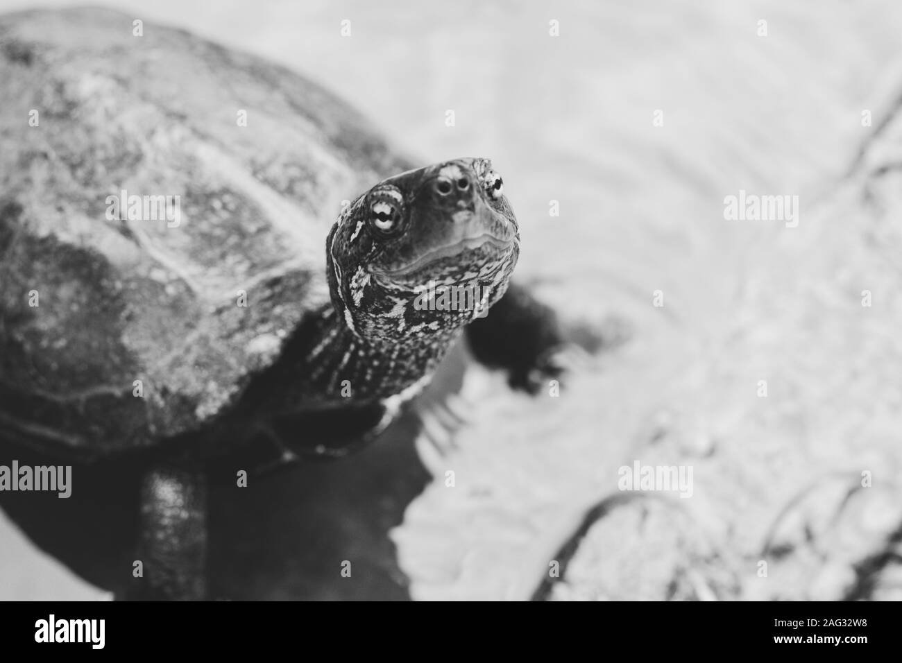 Mise au point sélective en niveaux de gris d'une jolie tortue curieusement à l'aspect à l'appareil photo Banque D'Images