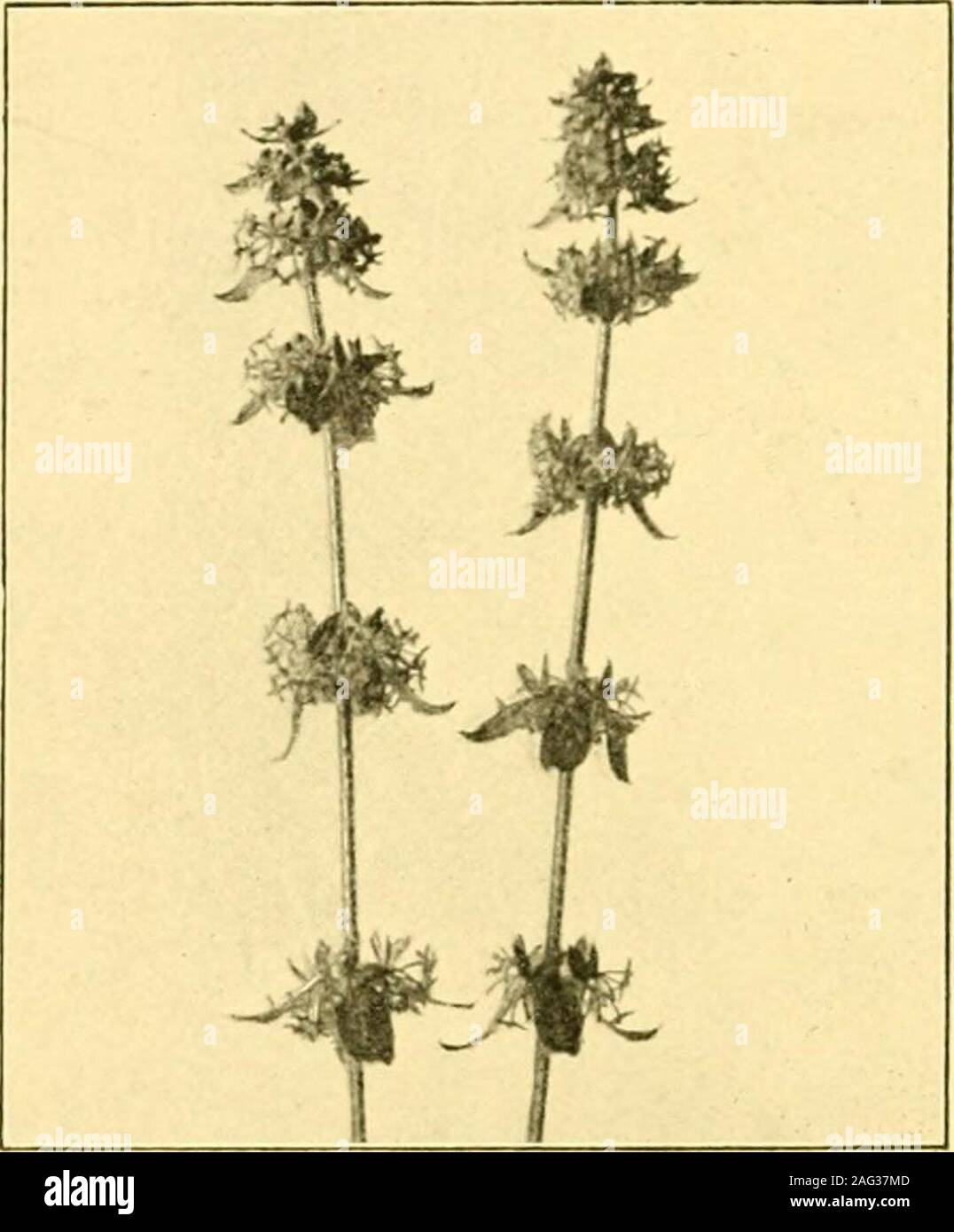 . Domaine et de bois plantes. ht blueor couleur lilas, stripedwith veines bleu foncé;et apparaissent à partir de Mayto Juillet. Dans severalspike arearranged ils-like, de nombreux racèmes-.Le tube de la corolle court ; le stylelong esttrès et persistants;et le areinversely cordatecapsules-fruits. Le CommonSpeedwell (1. officin-alis) est une petite plante velue, prostratestems,avec deux de toten pouces de longueur.Il est courant dans des lieux secs. Les feuilles sont opposées, elliptiques, dentées en scie, avec de courtes tiges. Les fleurs bleu pâle, qui areonly sur un sixième de pouce de diamètre, sont dans beaucoup de fleur,axillaires, spike-comme ra Banque D'Images