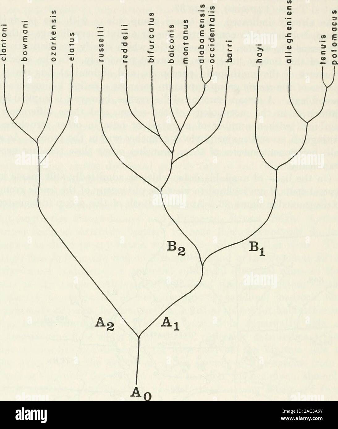 . Bulletin - United States National Museum. Figure 35.-La Distribution des tenuis groupe d'Stygonectes dans centre-sud des États-Unis.[O S. a. alabamensis ; O S. a. occidentalis ; ® S. barri ; un S. hoiumani clantoni ; X S.;un 5. elatus ; ? S. montanus ;  + S. ozarkensis. Deux symboles dans un cercle indiquent de la même twospecies locahty.] 152 U.S. National Museum Bulletin 259. Figure 36.-a suggéré la phylogénie des tenuis groupe d'Stygonedes. Ao) a vraisemblablement un largement diffusé sous forme d'eau saumâtre, whichinhabited les zones côtières au cours de l'enfoncement du Mississippien andpossibly même plus tôt. Il est impossible de Banque D'Images