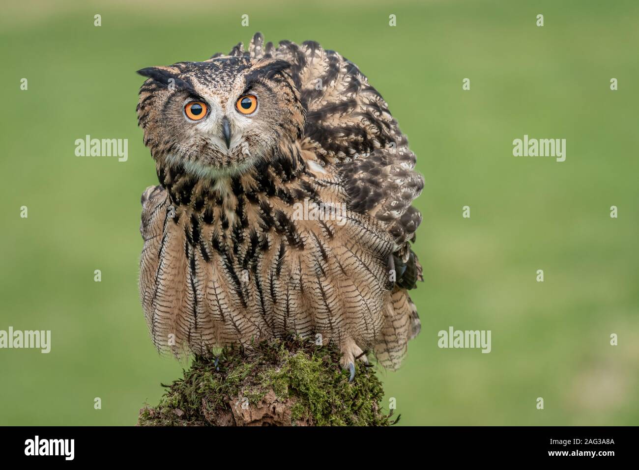 Eagle owl perché sur un poteau et regardant vers l'avant avec de grands yeux orange Banque D'Images