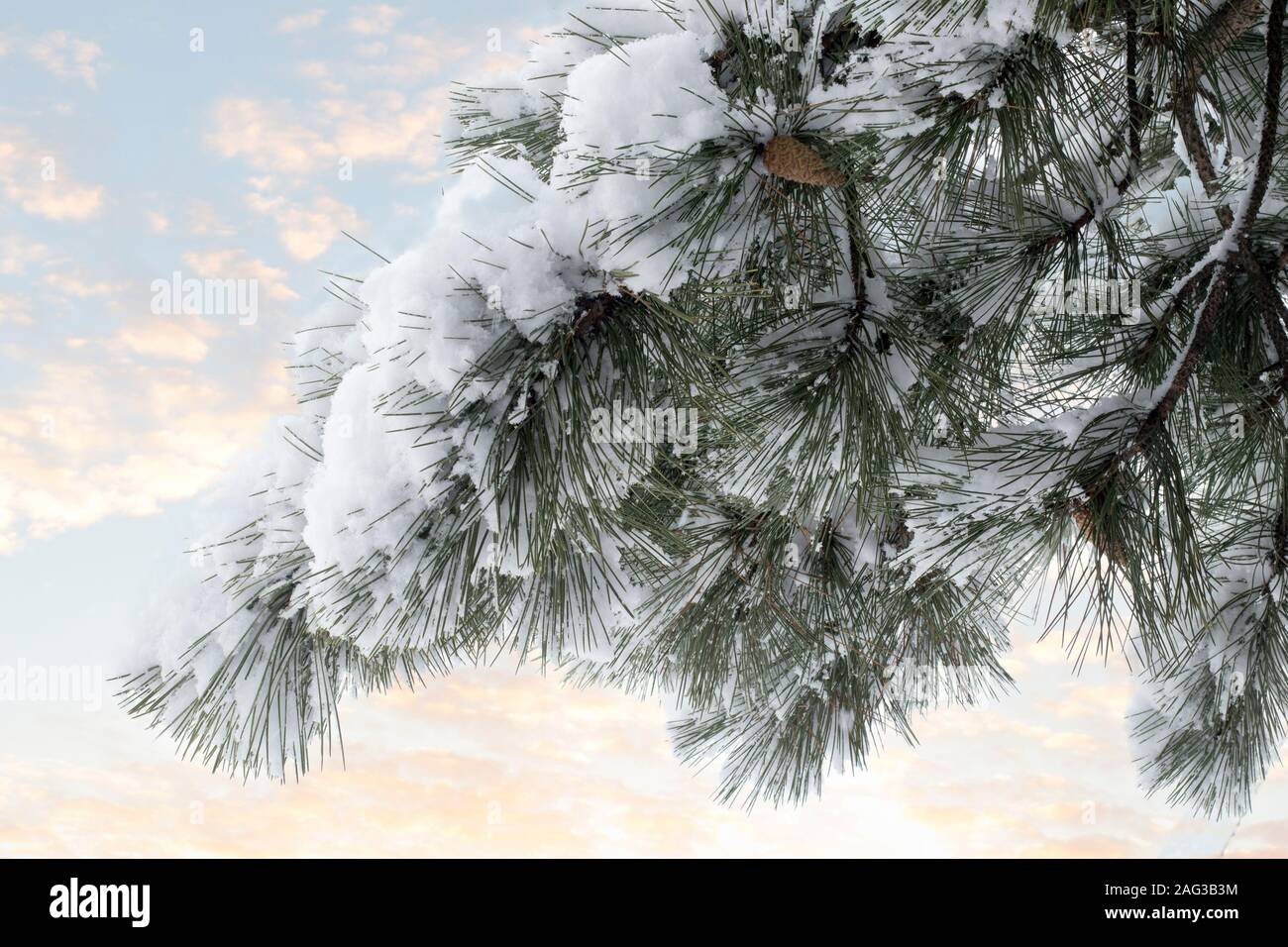 Des branches de pins avec les cônes sous la neige. Pins couverts de neige contre le ciel. La texture de fond. Arbres d'hiver dans la neige en hiver. Un Noël Banque D'Images