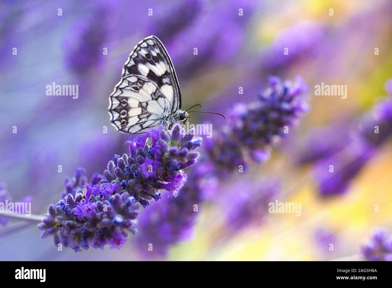 Mise au point sélective d'un papillon assis sur un violet fleur Banque D'Images
