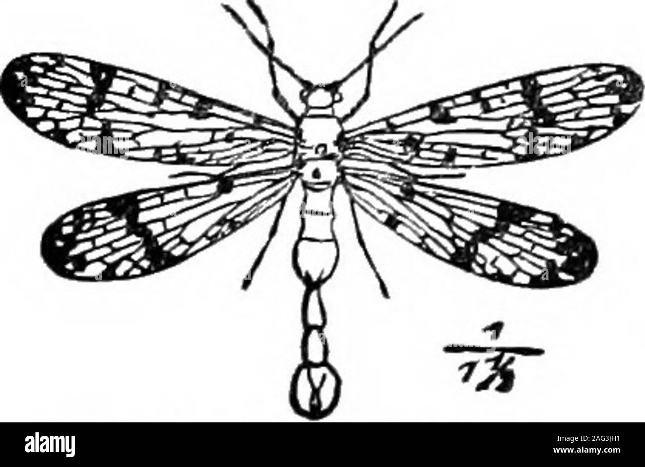 . [Ly]. Conférences scientifiques sur les moustiques et les larves d'aussi nuisibles dans-sectes. Au cours de ses quatre semaines au-dessus des eaux il est un continuedgood à l'homme, ne jamais faire le mal. Mais regardez sa tête énorme avec ses sourcils s'avance, retreatingface et lourd sous maxillaires ; tous les yeux et les dents, et comme un pressentiment-dos, jambes longues qui ressemblent comme si desséchés par la maladie, une très fiendof l'air et pourtant notre ami. Laissez-nous de ne jamais juger par les apparences. Ce dragon fly pond ses œufs sur les joncs ou les mauvaises herbes à la surface de l'eau, où ils sont couvés par la chaleur du soleil.La larve est très active, et un grand Banque D'Images