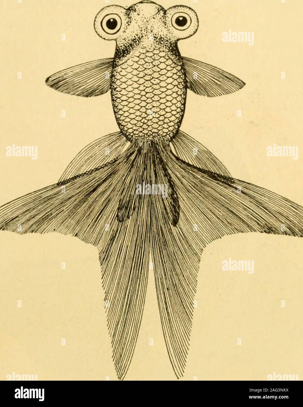 . Les variétés de poissons rouges et les poissons d'aquarium tropicaux ; un guide complet pour aquariums et des sujets connexes. e race, il est considéré comme un goodfish. Un parfait caHco veiltail télescope est le summum de la perfection whichmost éleveurs américains ont à l'esprit que leur but le plus élevé. Le télescope CÉLESTE CHINOIS GOLDFISH longtemps une croyance erronée, les yeux curieux du poisson rouge céleste sont produits en plaçant les jeunes dans des bocaux whichwere seulement éclairé par une petite fente dans le haut. Bien que cette variété difficile à élever, il a été fait plusieurs fois aux États-Unis. Nopeculiar Banque D'Images