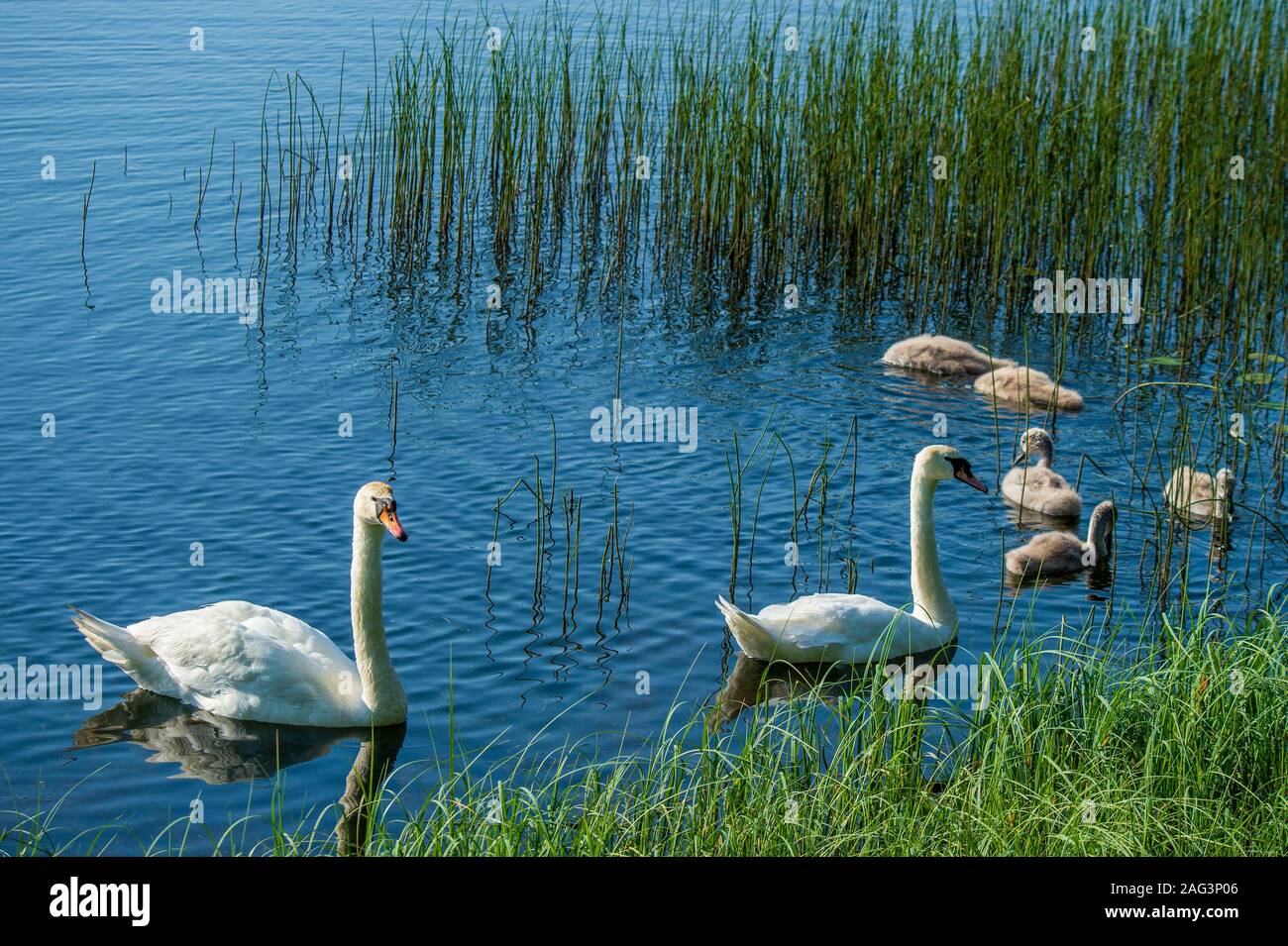 La famille Swan nageant sur un étang bleu entouré d'une grande herbe verte. Banque D'Images