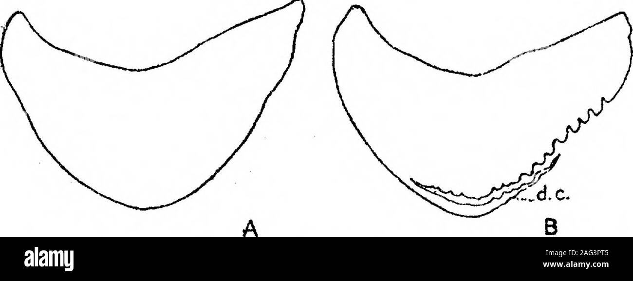 . Sur le développement et la morphologie des feuilles de palmiers. Fig. 6.-Trachycarpus excelsus^ H. Wendl. Vue ventrale de la jonction de la feuille-limband pétiole pour montrer ligule ou crête ventrale, V.C. ( X J).. Banque D'Images . Sur le développement et la morphologie des feuilles de palmiers. Fig. 6.-Trachycarpus excelsus^ H. Wendl. Vue ventrale de la jonction de la feuille-limband pétiole pour montrer ligule ou crête ventrale, V.C. ( X J).. Banque D'Images