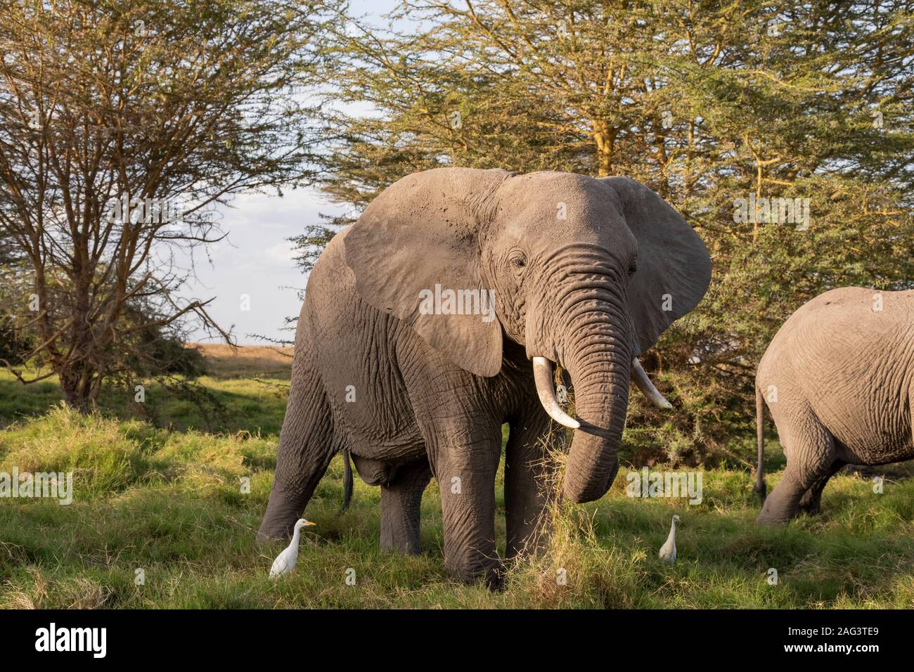 L'éléphant africain (Loxodonta africana) bull se nourrir dans le Parc national Amboseli, Kenya Banque D'Images