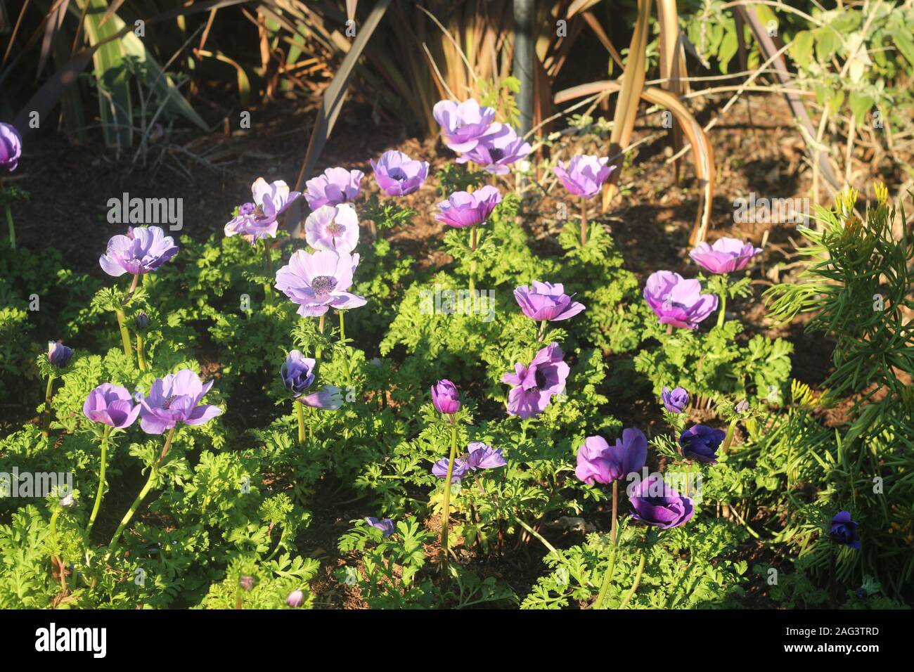 Fleurs violettes au zoo de San Diego Banque D'Images