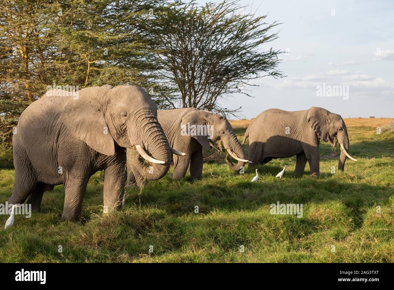 L'éléphant africain (Loxodonta africana) taureaux se nourrir dans le Parc national Amboseli, Kenya Banque D'Images