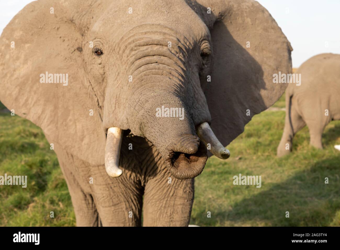 L'éléphant africain (Loxodonta africana) de sexe masculin s'étendant sa malle close up dans le Parc national Amboseli, Kenya Banque D'Images