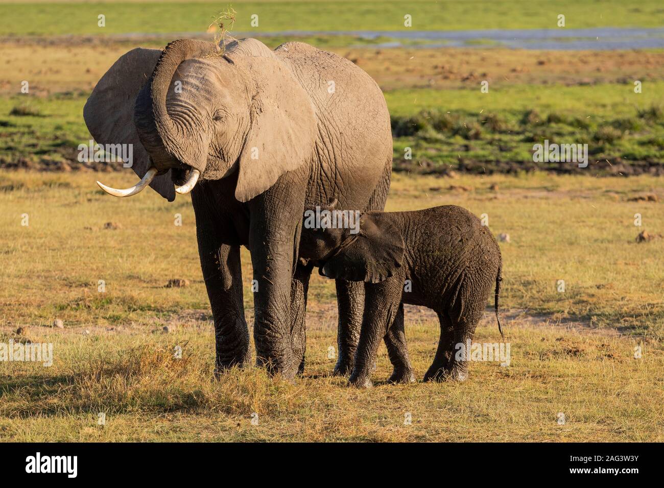 L'éléphant africain (Loxodonta africana) Soins infirmiers veau dans la savane dans le Parc national Amboseli, Kenya Banque D'Images