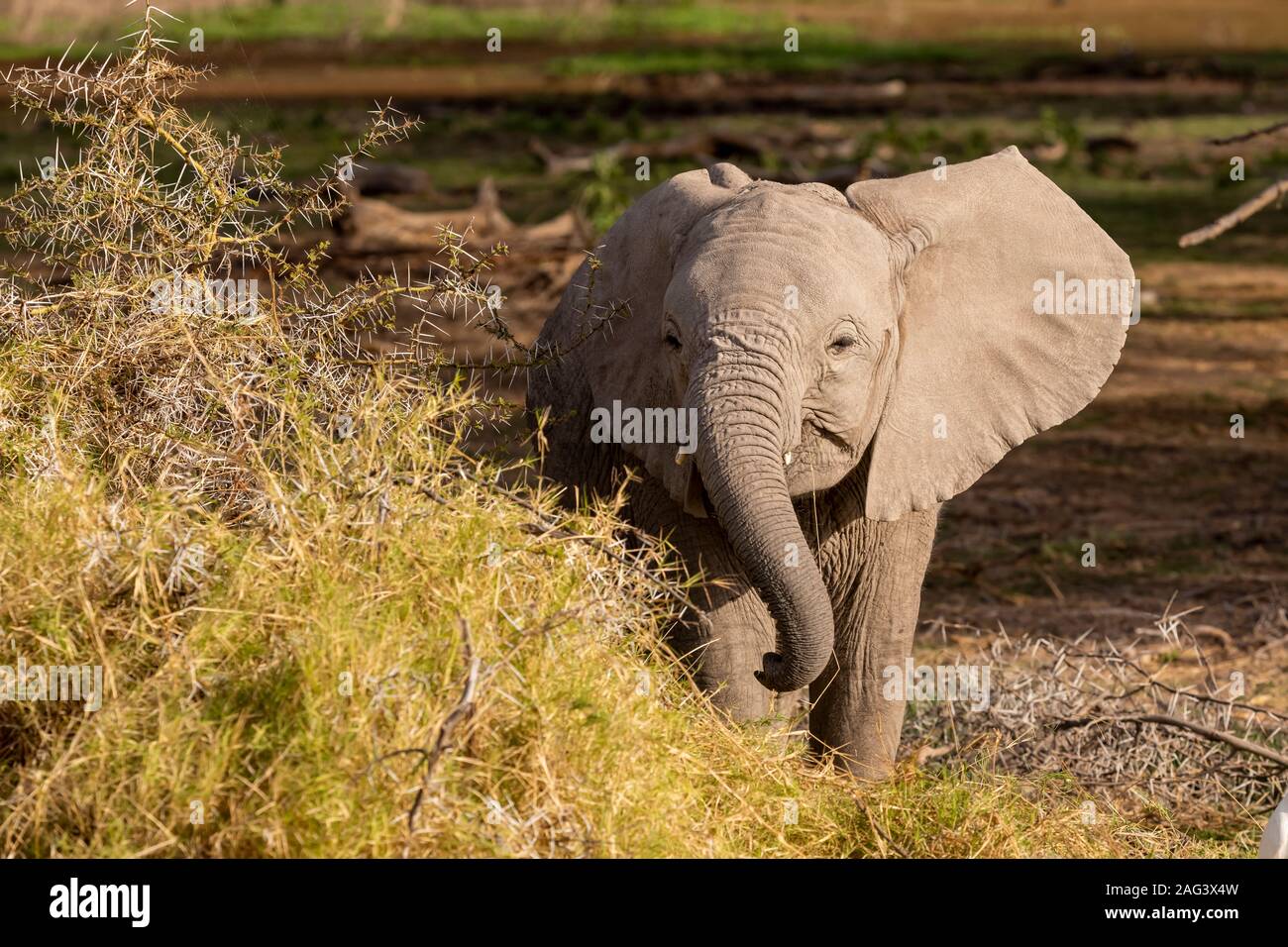 L'éléphant africain (Loxodonta africana) alimentation des veaux dans un acacia dans le Parc national Amboseli, Kenya Banque D'Images