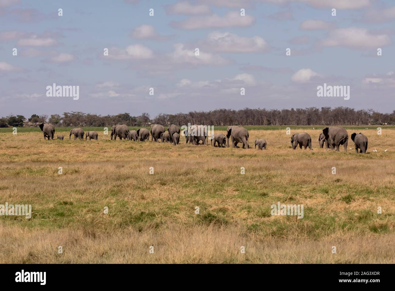 L'éléphant africain (Loxodonta africana) troupeau de marcher à travers la savane dans le Parc national Amboseli, Kenya Banque D'Images