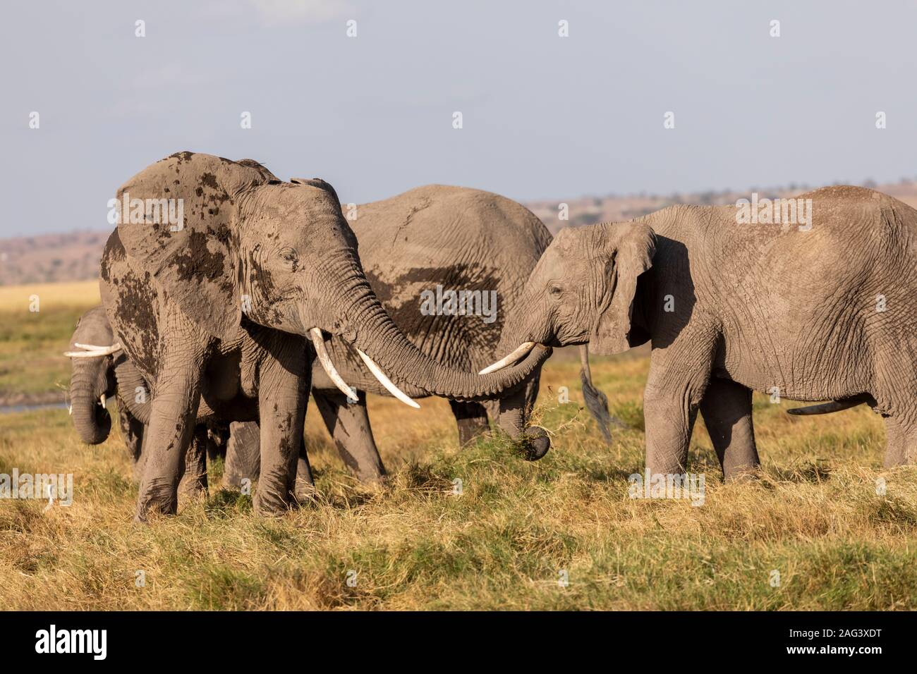 L'éléphant africain (Loxodonta africana) à l'aide de sa trompe pour saluer un autre éléphant dans la savane dans le Parc national Amboseli, Kenya Banque D'Images