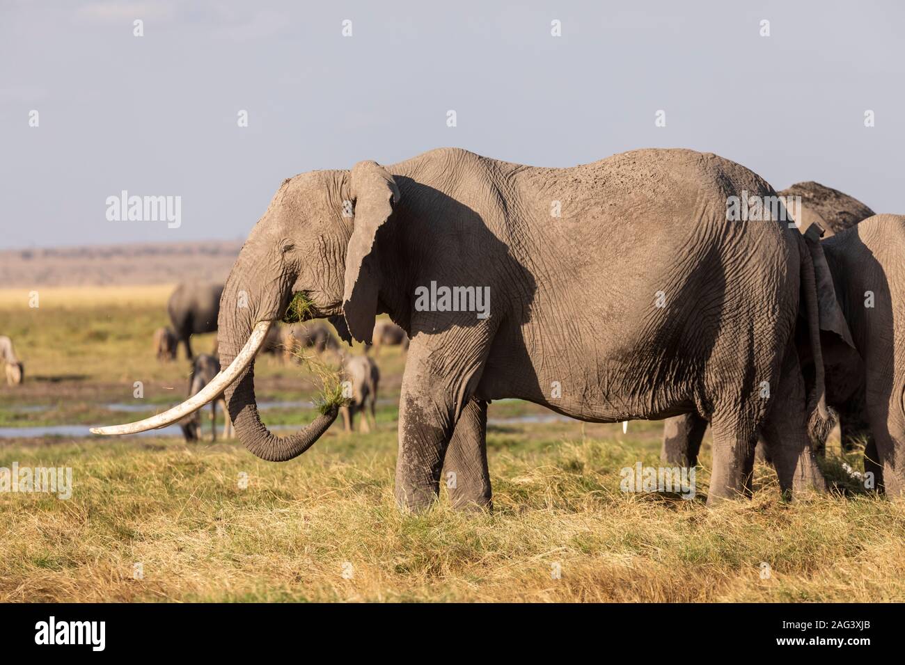 L'éléphant africain (Loxodonta africana) l'alimentation des troupeaux dans la savane dans le Parc national Amboseli, Kenya Banque D'Images
