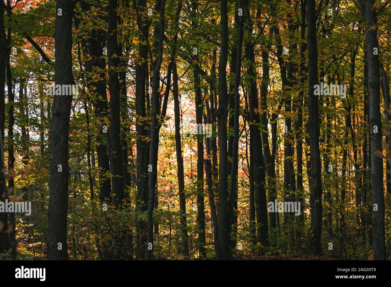 Exploitants Forestiers durant l'automne. Ligne d'arbres alignés en symétrie créant le feuillage. Banque D'Images