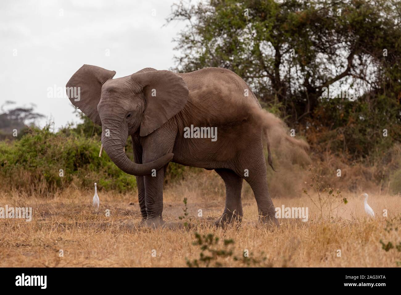 L'éléphant africain (Loxodonta africana) bénéficiant d'un bain de poussière dans le Parc national Amboseli, Kenya Banque D'Images
