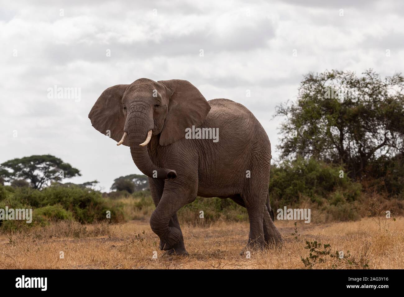 L'éléphant africain (Loxodonta africana) femelle sur la savane dans le Parc national Amboseli, Kenya Banque D'Images