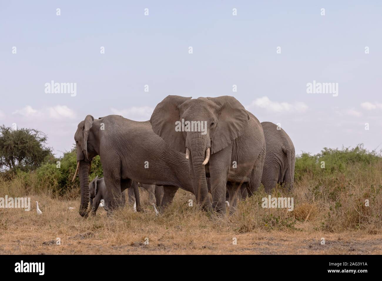 L'éléphant africain (Loxodonta africana) troupeau sur la savane dans le Parc national Amboseli, Kenya Banque D'Images