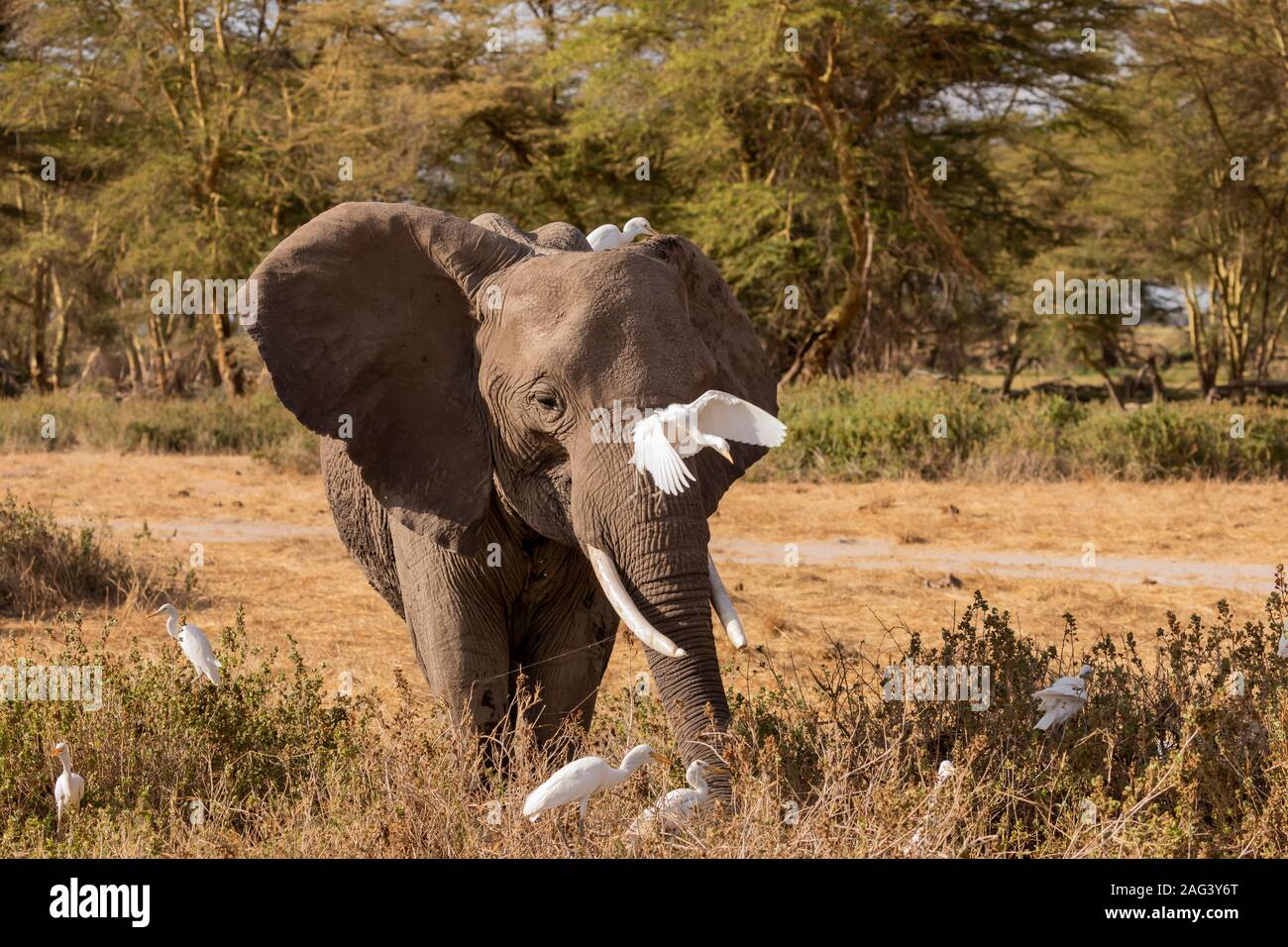 L'éléphant africain (Loxodonta africana) avec beaucoup d'aigrettes blanches sur le dos dans le Parc national Amboseli, Kenya Banque D'Images